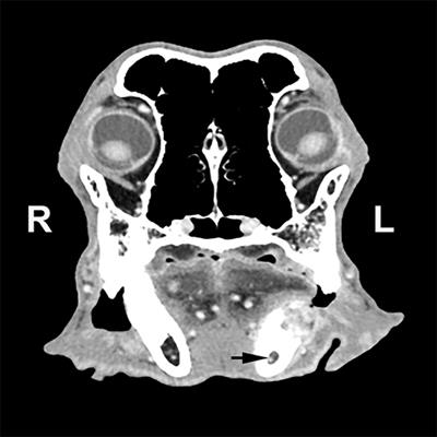 Extended Subtotal Mandibulectomy for the Treatment of Oral Tumors Invading the Mandibular Canal in Dogs—A Novel Surgical Technique